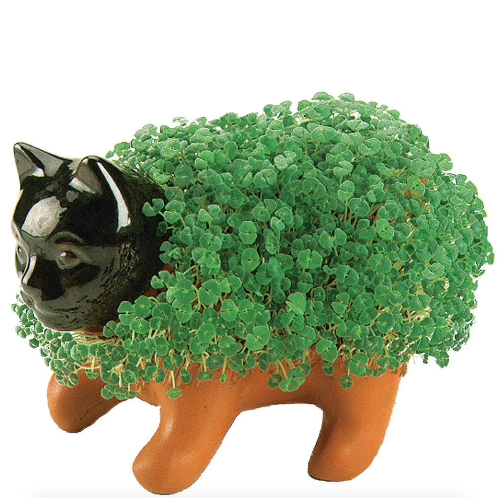 Chia Pet: Kitten 4 Chia Pet: Kitten - Image 2